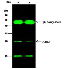 Invitrogen UCHL3 Polyclonal Antibody 100 &mu;L; Unconjugated:Antibodies,