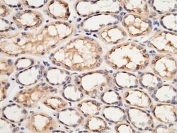 Invitrogen USH1C Polyclonal Antibody 100 &mu;L; Unconjugated:Antibodies,