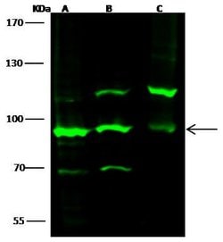 Invitrogen VAV1 Polyclonal Antibody 100 &mu;L; Unconjugated:Antibodies,