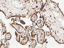 Invitrogen VSIG4 Polyclonal Antibody 100 &mu;L; Unconjugated:Antibodies,