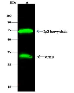 Invitrogen VTI1B Polyclonal Antibody 100 &mu;L; Unconjugated:Antibodies,