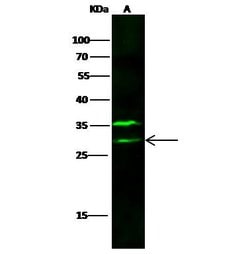 Invitrogen VTI1B Polyclonal Antibody 100 &mu;L; Unconjugated:Antibodies,