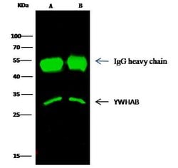 Invitrogen 14-3-3 beta Polyclonal Antibody 100 &mu;L; Unconjugated:Antibodies,