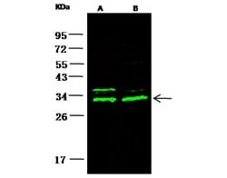 Invitrogen 14-3-3 beta Polyclonal Antibody 100 &mu;L; Unconjugated:Antibodies,
