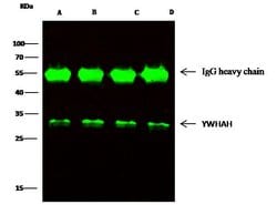 Invitrogen 14-3-3 eta Polyclonal Antibody 100 &mu;L; Unconjugated:Antibodies,