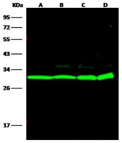 Invitrogen 14-3-3 eta Polyclonal Antibody 100 &mu;L; Unconjugated:Antibodies,