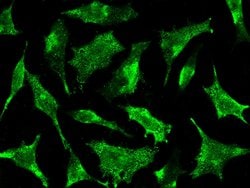 Invitrogen STX8 Polyclonal Antibody 100 &mu;L; Unconjugated:Antibodies,