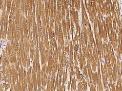 Invitrogen STX8 Polyclonal Antibody 100 &mu;L; Unconjugated:Antibodies,