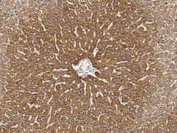 Invitrogen ALDH3A2 Polyclonal Antibody 100 &mu;L; Unconjugated:Antibodies,