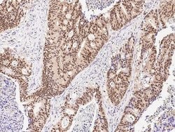 Invitrogen ARL4A Polyclonal Antibody 100 &mu;L; Unconjugated:Antibodies,