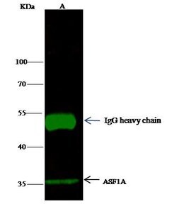 Invitrogen ASF1A Polyclonal Antibody 100 &mu;L; Unconjugated:Antibodies,