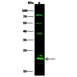 Invitrogen ASF1A Polyclonal Antibody 100 &mu;L; Unconjugated:Antibodies,