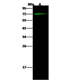 Invitrogen CNOT6 Polyclonal Antibody 100 &mu;L; Unconjugated:Antibodies,