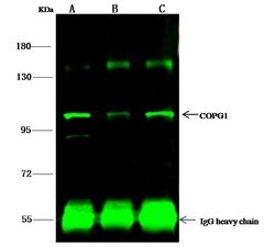 Invitrogen COPG Polyclonal Antibody 100 &mu;L; Unconjugated:Antibodies,