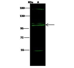 Invitrogen COPG Polyclonal Antibody 100 &mu;L; Unconjugated:Antibodies,