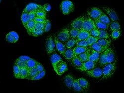 Invitrogen™ Cytochrome C Polyclonal Antibody