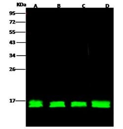 Invitrogen Cytochrome C Polyclonal Antibody 100 &mu;L; Unconjugated:Antikörper