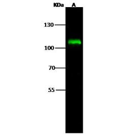 Invitrogen DGCR8 Polyclonal Antibody 100 &mu;L; Unconjugated:Antibodies,