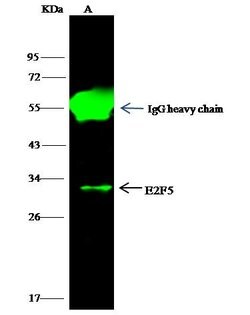 E2F5 Polyclonal Antibody, Invitrogen 100 &mu;L; Unconjugated:Antibodies,
