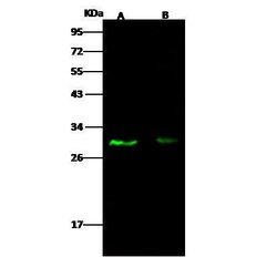 E2F5 Polyclonal Antibody, Invitrogen 100 &mu;L; Unconjugated:Antibodies,