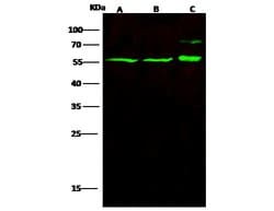 Invitrogen GATAD2A Polyclonal Antibody 100 &mu;L; Unconjugated:Antibodies,