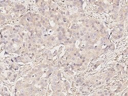 Invitrogen GRASP55 Polyclonal Antibody 100 &mu;L; Unconjugated:Antibodies,