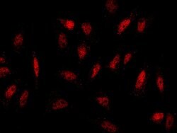 Histone H2A.Z Polyclonal Antibody, Invitrogen 100 &mu;L; Unconjugated:Antibodies,
