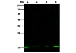 Histone H2A.Z Polyclonal Antibody, Invitrogen 100 &mu;L; Unconjugated:Antibodies,