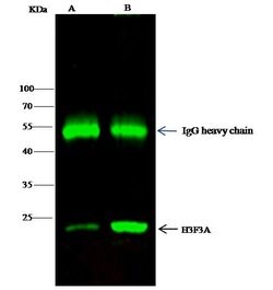 Invitrogen Histone H3 Polyclonal Antibody 100 &mu;L; Unconjugated:Antibodies,