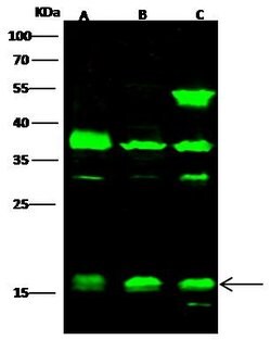 Invitrogen Histone H3 Polyclonal Antibody 100 &mu;L; Unconjugated:Antibodies,