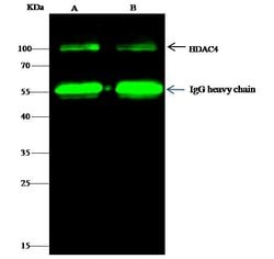 Invitrogen HDAC4 Polyclonal Antibody 100 &mu;L; Unconjugated:Antibodies,