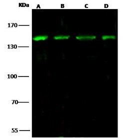 Invitrogen HDAC4 Polyclonal Antibody 100 &mu;L; Unconjugated:Antibodies,