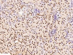 Invitrogen HEXIM1 Polyclonal Antibody 100 &mu;L; Unconjugated:Antibodies,