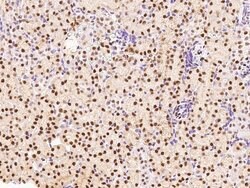 Invitrogen HEXIM1 Polyclonal Antibody 100 &mu;L; Unconjugated:Antibodies,