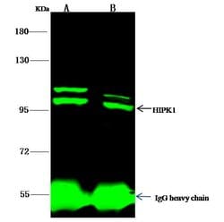 Invitrogen HIPK1 Polyclonal Antibody 100 &mu;L; Unconjugated:Antibodies,