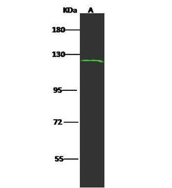 Invitrogen HIPK1 Polyclonal Antibody 100 &mu;L; Unconjugated:Antibodies,