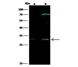 Invitrogen HOXB8 Polyclonal Antibody 100 &mu;L | Buy Online | Invitrogen&trade; | Fisher Scientific