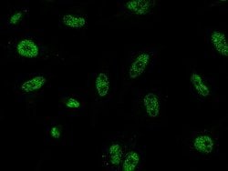 Invitrogen Lamin A Polyclonal Antibody 100 &mu;L; Unconjugated:Antibodies,
