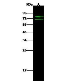 Invitrogen Lamin A Polyclonal Antibody 100 &mu;L; Unconjugated:Antibodies,