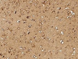 Invitrogen LRP1 Polyclonal Antibody 100 &mu;L; Unconjugated:Antibodies,