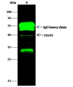 Invitrogen MEK3 Polyclonal Antibody 100 &mu;L; Unconjugated:Antibodies,