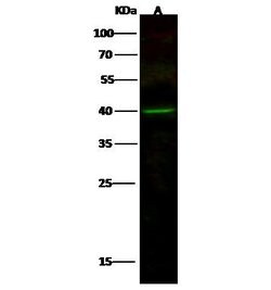 Invitrogen MEK3 Polyclonal Antibody 100 &mu;L; Unconjugated:Antibodies,