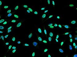 MEK5 Polyclonal Antibody 100 &mu;L | Buy Online | Thermo Scientific | Fisher Scientific