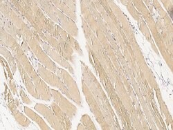 MEK5 Polyclonal Antibody 100 &mu;L | Buy Online | Thermo Scientific | Fisher Scientific