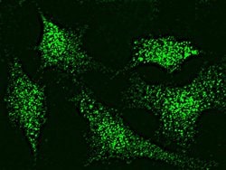 Invitrogen p38 MAPK beta Polyclonal Antibody 100 &mu;L; Unconjugated:Antibodies,