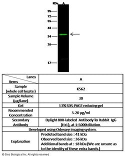 Invitrogen p38 MAPK beta Polyclonal Antibody 100 &mu;L; Unconjugated:Antibodies,