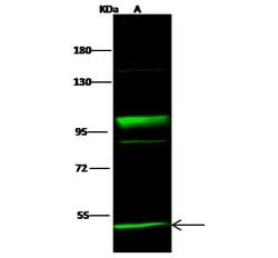 Invitrogen NEK10 Polyclonal Antibody 100 &mu;L; Unconjugated:Antibodies,