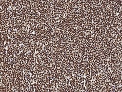 Invitrogen NeuroG3 Polyclonal Antibody 100 &mu;L; Unconjugated:Antibodies,