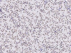 Invitrogen PAX2 Polyclonal Antibody 100 &mu;L; Unconjugated:Antibodies,