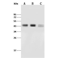 Invitrogen PAX2 Polyclonal Antibody 100 &mu;L; Unconjugated:Antibodies,
